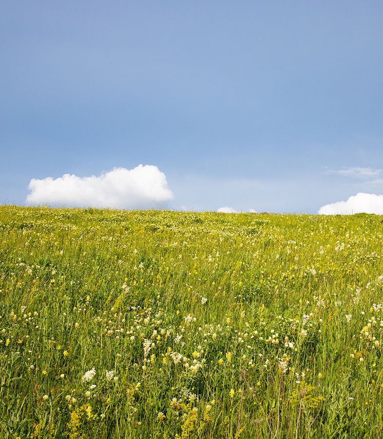 Sustainability and Impact